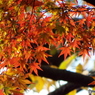殿ヶ谷戸庭園・もみじ1
