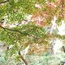 殿ヶ谷戸庭園・もみじ8