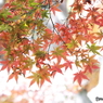 殿ヶ谷戸庭園・もみじ9