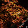 殿ヶ谷戸庭園・もみじ10