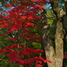 紅葉探索・１３