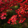 紅葉探索・１５