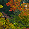紅葉探索・１７