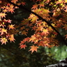 殿ヶ谷戸庭園・もみじ11