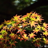 殿ヶ谷戸庭園・もみじ13