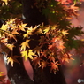 殿ヶ谷戸庭園・もみじ15
