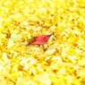 Yellow Magic Autumn