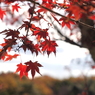 紅葉4 2017 HEXANON AR 50mmF1.7 / E-P2