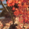 紅葉5 2017 HEXANON AR 50mmF1.7 / E-P2