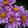 菊