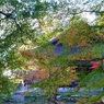 名残の黄緑　（南禅寺南禅院にて　２）