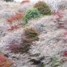 秋の桜便り2