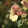 ゲンペイカズラ2 2017 HEXANON AR 50mmF1.7 / E-P2