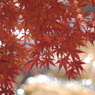 紅葉11 2017 HEXANON AR 50mmF1.7 / E-P2