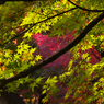 紅葉探索・１８