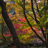 紅葉探索・１９