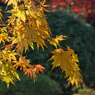 紅葉探索・２０