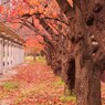 大阪城外周の紅葉