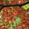 井の頭恩賜公園2