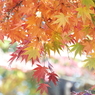 井の頭恩賜公園12