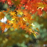井の頭恩賜公園13