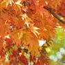 井の頭恩賜公園14