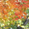 井の頭恩賜公園16