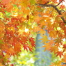 井の頭恩賜公園17
