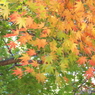 井の頭恩賜公園18