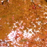 川沿い紅葉