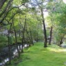 晩秋にも緑の静けさ　(南禅寺　金地院にて　２）