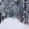 雪道を行ったりきたり