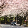 桜 2010 (3)