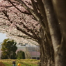 桜 2010 (7)