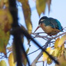 野鳥を探して  カワセミ