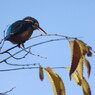 野鳥を探して  カワセミ　Ⅱ