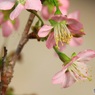 ・・寒桜・・