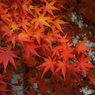 能仁寺・もみじ17