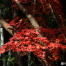 能仁寺・もみじ20