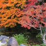 池が飲み込まれそう　（南禅寺　方丈にて　４）