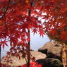 紅葉1 2010 PowerShot A70