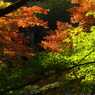 透けて艶やか