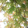 天岑寺19