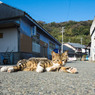 小春日和の穏やかな日