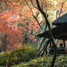六義園その３