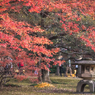 六義園その５