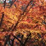 朱色の空気　（南禅寺　三門近辺　１）