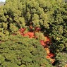 浸透する赤　（南禅寺　三門近辺　３）