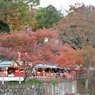 永源寺のもみじが紅葉