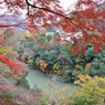 永源寺のもみじが紅葉